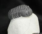 Arched / Inch Phacops Speculator Trilobite #1519-1